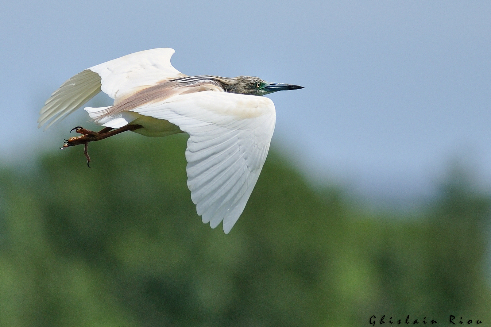 Photo : Crabier chevelu©Ghislain Riou